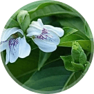 Vasa (Malabar Nut)